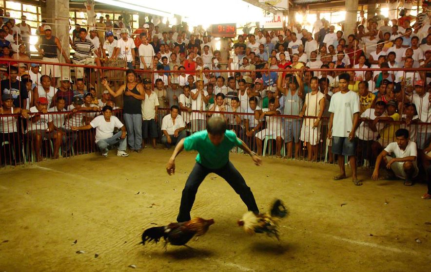 Cách Xem Hậu Độ Chuẩn "Thần Kê" (Vảy Tốt)