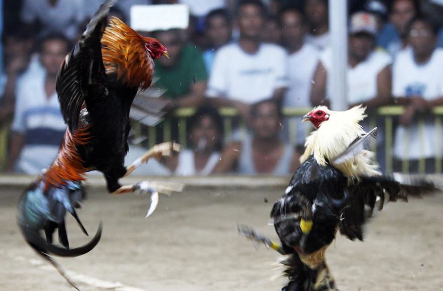 Tại Sao "Xem Hậu Độ Gà Chọi" Lại Là Yếu Tố Sống Còn